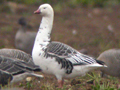 Emperor Goose x Ross's Goose hybrid